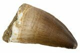Fossil Mosasaur (Thalassotitan) Tooth - Morocco #345110-1